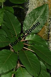  Kauf von 05593phytolacca_dioicaimg_5198.jpg