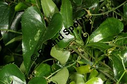 Raue Stechwinde, Smilax aspera Kauf von 05601smilax_asperaimg_5972.jpg
