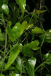Raue Stechwinde, Smilax aspera Kauf von 05601smilax_asperaimg_5973.jpg