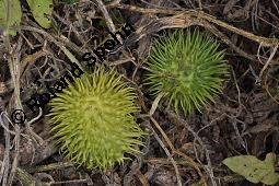 Plüsch-Gurke, Plüschgurke, Cucumis dipsaceus, Cucumis dipsaceus, Plüsch-Gurke, Plüschgurke, Cucurbitaceae, Früchte Kauf von 05613_cucumis_dipsaceus_dsc_7906.jpg