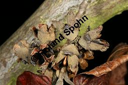 Hybrid-Zaubernuss, Hamamelis x intermedia, Hamamelidaceae, Hamamelis x intermedia, Hybrid-Zaubernuss, Beblättert, Herbstfärbung Kauf von 05633_hamamelis_intermedia_img_6245.jpg