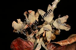 Hybrid-Zaubernuss, Hamamelis x intermedia, Hamamelidaceae, Hamamelis x intermedia, Hybrid-Zaubernuss, Beblättert, Herbstfärbung Kauf von 05633_hamamelis_intermedia_img_6246.jpg