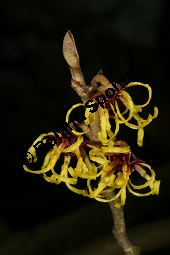 Hybrid-Zaubernuss, Hamamelis x intermedia, Hamamelidaceae, Hamamelis x intermedia, Hybrid-Zaubernuss, Beblättert, Herbstfärbung Kauf von 05633_hamamelis_intermedia_img_6247.jpg