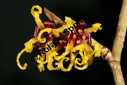 Hybrid-Zaubernuss, Hamamelis x intermedia, Hamamelidaceae, Hamamelis x intermedia, Hybrid-Zaubernuss, Beblättert, Herbstfärbung Kauf von 05633_hamamelis_intermedia_img_6249.jpg