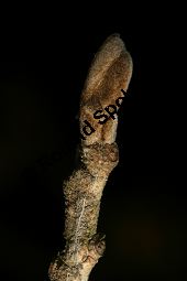 Hybrid-Zaubernuss, Hamamelis x intermedia, Hamamelidaceae, Hamamelis x intermedia, Hybrid-Zaubernuss, Beblättert, Herbstfärbung Kauf von 05633_hamamelis_intermedia_img_6250.jpg