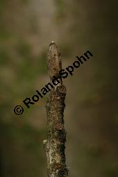 Hybrid-Zaubernuss, Hamamelis x intermedia, Hamamelidaceae, Hamamelis x intermedia, Hybrid-Zaubernuss, Beblättert, Herbstfärbung Kauf von 05633_hamamelis_intermedia_img_6251.jpg