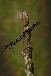 Hybrid-Zaubernuss, Hamamelis x intermedia, Hamamelidaceae, Hamamelis x intermedia, Hybrid-Zaubernuss, Beblättert, Herbstfärbung Kauf von 05633_hamamelis_intermedia_img_6252.jpg