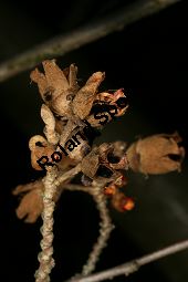 Hybrid-Zaubernuss, Hamamelis x intermedia, Hamamelidaceae, Hamamelis x intermedia, Hybrid-Zaubernuss, Beblättert, Herbstfärbung Kauf von 05633_hamamelis_intermedia_img_6253.jpg