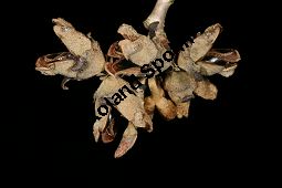 Hybrid-Zaubernuss, Hamamelis x intermedia, Hamamelidaceae, Hamamelis x intermedia, Hybrid-Zaubernuss, Beblättert, Herbstfärbung Kauf von 05633_hamamelis_intermedia_img_6255.jpg