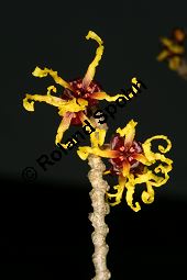 Hybrid-Zaubernuss, Hamamelis x intermedia, Hamamelidaceae, Hamamelis x intermedia, Hybrid-Zaubernuss, Beblättert, Herbstfärbung Kauf von 05633_hamamelis_intermedia_img_6256.jpg
