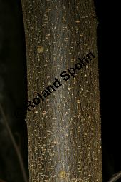 Hybrid-Zaubernuss, Hamamelis x intermedia, Hamamelidaceae, Hamamelis x intermedia, Hybrid-Zaubernuss, Beblättert, Herbstfärbung Kauf von 05633_hamamelis_intermedia_img_6257.jpg