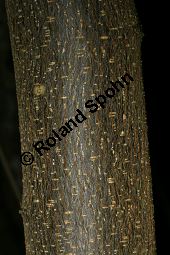 Hybrid-Zaubernuss, Hamamelis x intermedia, Hamamelidaceae, Hamamelis x intermedia, Hybrid-Zaubernuss, Beblättert, Herbstfärbung Kauf von 05633_hamamelis_intermedia_img_6258.jpg