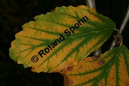 Hybrid-Zaubernuss, Hamamelis x intermedia, Hamamelidaceae, Hamamelis x intermedia, Hybrid-Zaubernuss, Beblättert, Herbstfärbung Kauf von 05633hamamelis_intermediaimg_4516.jpg