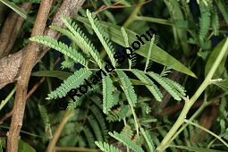 Schwarzholz-Akazie, Acacia melanoxylon, Mimosaceae, Acacia melanoxylon, Schwarzholz-Akazie, fruchtend Kauf von 05641_acacia_melanoxylon_img_1181.jpg