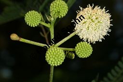 Schwarzholz-Akazie, Acacia melanoxylon, Mimosaceae, Acacia melanoxylon, Schwarzholz-Akazie, fruchtend Kauf von 05641acacia_melanoxylonimg_4911.jpg