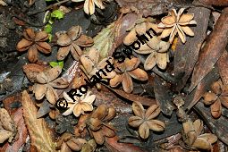 Brasilianischer Seifenbaum, Quillaja brasiliensis, Rosaceae, Quillaja brasiliensis, Brasilianischer Seifenbaum, Brasilianischer Quillajabaum, Früchte Kauf von 05661quillaja_brasiliensisimg_4699.jpg