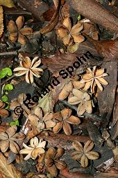 Brasilianischer Seifenbaum, Quillaja brasiliensis, Rosaceae, Quillaja brasiliensis, Brasilianischer Seifenbaum, Brasilianischer Quillajabaum, Früchte Kauf von 05661quillaja_brasiliensisimg_4700.jpg