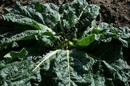 Herbst-Alraune, Mandragora autumnalis, Solanaceae, Mandragora autumnalis, Herbst-Alraune, Herbst-Alraunenwurzel, unreif fruchtend Kauf von 05665mandragora_autumnalis_img_1707.jpg