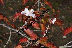 Higan-Kirsche 'Autumnalis', Winter-Kirsche, Winterkirsche, Prunus subhirtella 'Autumnalis', Rosaceae, Prunus subhirtella 'Autumnalis', Higan-Kirsche 'Autumnalis', Winter-Kirsche, Winterkirsche, Blühend mit Herbstlaub Kauf von 05691_prunus_subhirtella_autumnalis_dsc_0791.jpg