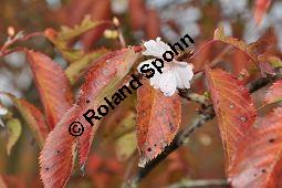 Higan-Kirsche 'Autumnalis', Winter-Kirsche, Winterkirsche, Prunus subhirtella 'Autumnalis', Rosaceae, Prunus subhirtella 'Autumnalis', Higan-Kirsche 'Autumnalis', Winter-Kirsche, Winterkirsche, Blühend mit Herbstlaub Kauf von 05691_prunus_subhirtella_autumnalis_dsc_0794.jpg