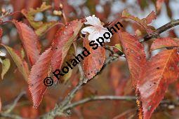 Higan-Kirsche 'Autumnalis', Winter-Kirsche, Winterkirsche, Prunus subhirtella 'Autumnalis', Rosaceae, Prunus subhirtella 'Autumnalis', Higan-Kirsche 'Autumnalis', Winter-Kirsche, Winterkirsche, Blühend mit Herbstlaub Kauf von 05691_prunus_subhirtella_autumnalis_dsc_0795.jpg