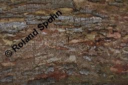 Flatter-Ulme, Ulmus laevis, Ulmus effusa Kauf von 05693_ulmus_laevis_dsc_8232.jpg