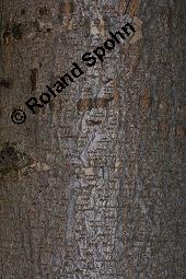 Flatter-Ulme, Ulmus laevis, Ulmus effusa Kauf von 05693_ulmus_laevis_dsc_8233.jpg