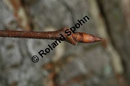 Flatter-Ulme, Ulmus laevis, Ulmus effusa Kauf von 05693_ulmus_laevis_img_2106.jpg