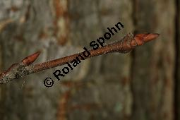 Flatter-Ulme, Ulmus laevis, Ulmus effusa Kauf von 05693_ulmus_laevis_img_2107.jpg