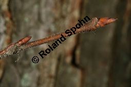 Flatter-Ulme, Ulmus laevis, Ulmus effusa Kauf von 05693_ulmus_laevis_img_2108.jpg