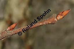 Flatter-Ulme, Ulmus laevis, Ulmus effusa Kauf von 05693_ulmus_laevis_img_2110.jpg