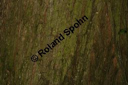 Flatter-Ulme, Ulmus laevis, Ulmus effusa Kauf von 05693_ulmus_laevis_img_8154.jpg