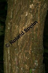 Flatter-Ulme, Ulmus laevis, Ulmus effusa Kauf von 05693_ulmus_laevis_img_8157.jpg