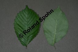 Flatter-Ulme, Ulmus laevis, Ulmus effusa Kauf von 05693_ulmus_laevis_img_8158.jpg