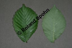 Flatter-Ulme, Ulmus laevis, Ulmus effusa Kauf von 05693_ulmus_laevis_img_8159.jpg