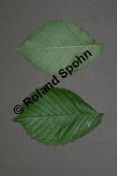 Flatter-Ulme, Ulmus laevis, Ulmus effusa Kauf von 05693_ulmus_laevis_img_8160.jpg