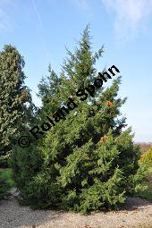 Chinesischer Wacholder 'Keteleeri', Keteleers Wacholder, Juniperus chinensis 'Keteleeri', Cupressaceae, Juniperus chinensis 'Keteleeri', Chinesischer Wacholder 'Keteleeri', Keteleers Wacholder, Habitus Kauf von 05703_juniperus_chinensis_keteleeri_dsc_1092.jpg