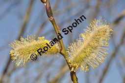 Kübler-Weide, Salix x smithiana, Salicaceae, Salix x smithiana, Kübler-Weide, männlich blühend Kauf von 05708_salix_smithiana_dsc_2012.jpg