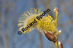 Kübler-Weide, Salix x smithiana, Salicaceae, Salix x smithiana, Kübler-Weide, männlich blühend Kauf von 05708_salix_smithiana_dsc_2013.jpg