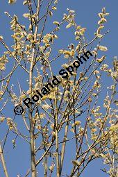 Kübler-Weide, Salix x smithiana, Salicaceae, Salix x smithiana, Kübler-Weide, männlich blühend Kauf von 05708_salix_smithiana_dsc_2016.jpg