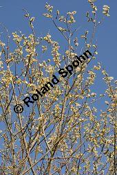 Kübler-Weide, Salix x smithiana, Salicaceae, Salix x smithiana, Kübler-Weide, männlich blühend Kauf von 05708_salix_smithiana_dsc_2017.jpg