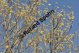 Kübler-Weide, Salix x smithiana, Salicaceae, Salix x smithiana, Kübler-Weide, männlich blühend Kauf von 05708_salix_smithiana_dsc_2019.jpg