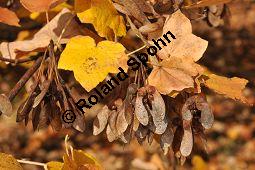 Schneeballblättriger Ahorn, Acer opalus var. tomentosum, Aceraceae, Acer opalus var. tomentosum, Schneeballblättriger Ahorn, fruchtend Kauf von 05712_acer_opalus_tomentosum_dsc_0905.jpg