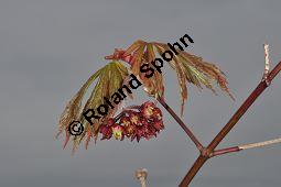 Japanischer Ahorn 'Aconitifolium', Geschlitzter Japan-Ahorn, Full Moon Maple, Acer japonicum 'Aconitifolium', Aceraceae, Acer japonicum 'Aconitifolium, Japanischer Ahorn 'Aconitifolium', Geschlitzter Japan-Ahorn, Full Moon Maple, Blühend Kauf von 05721_acer_japonicum_aconitifolium_dsc_3478.jpg