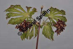 Japanischer Ahorn 'Aconitifolium', Geschlitzter Japan-Ahorn, Full Moon Maple, Acer japonicum 'Aconitifolium', Aceraceae, Acer japonicum 'Aconitifolium, Japanischer Ahorn 'Aconitifolium', Geschlitzter Japan-Ahorn, Full Moon Maple, Blühend Kauf von 05721_acer_japonicum_aconitifolium_dsc_3480.jpg