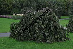 Rot-Buche 'Pendula', Fagus sylvatica 'Pendula' auf Friedhof, Brüssel Kauf von 05723_fagus_sylvatica_pendula_dsc_0368.jpg