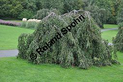 Rot-Buche 'Pendula', Fagus sylvatica 'Pendula' auf Friedhof, Brüssel Kauf von 05723_fagus_sylvatica_pendula_dsc_0369.jpg