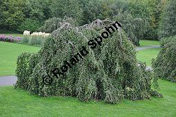 Rot-Buche 'Pendula', Fagus sylvatica 'Pendula' auf Friedhof, Brüssel Kauf von 05723_fagus_sylvatica_pendula_dsc_0370.jpg