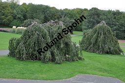 Rot-Buche 'Pendula', Fagus sylvatica 'Pendula' auf Friedhof, Brüssel Kauf von 05723_fagus_sylvatica_pendula_dsc_0371.jpg