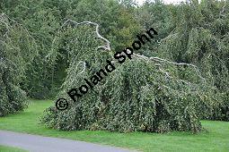 Rot-Buche 'Pendula', Fagus sylvatica 'Pendula' auf Friedhof, Brüssel Kauf von 05723_fagus_sylvatica_pendula_dsc_0372.jpg
